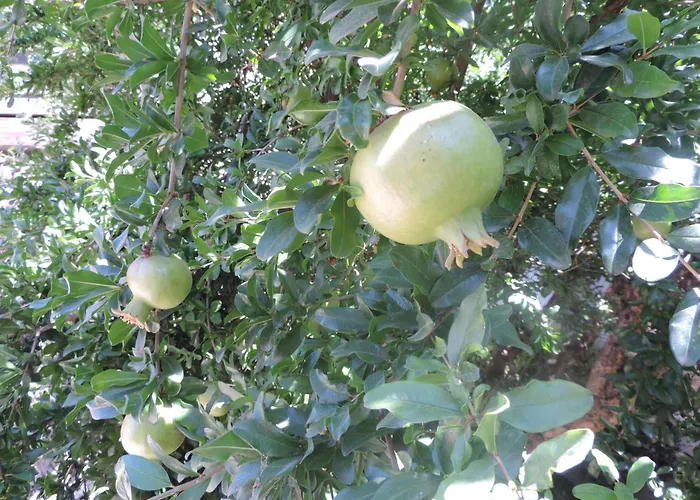 Apartamentos Caseria De Comares Granada